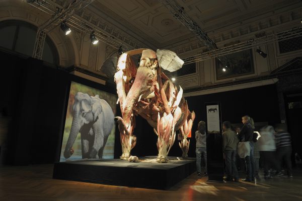 animals_inside_out