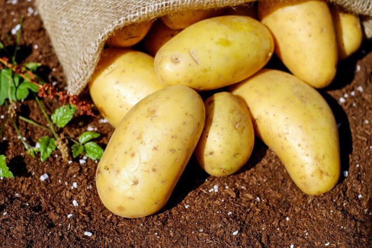 batata