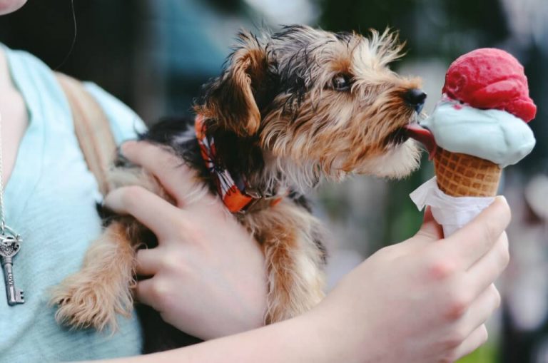gelados_para_cães